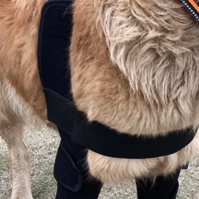 Melhor joelheira para joelheira para cães suporte de joelho